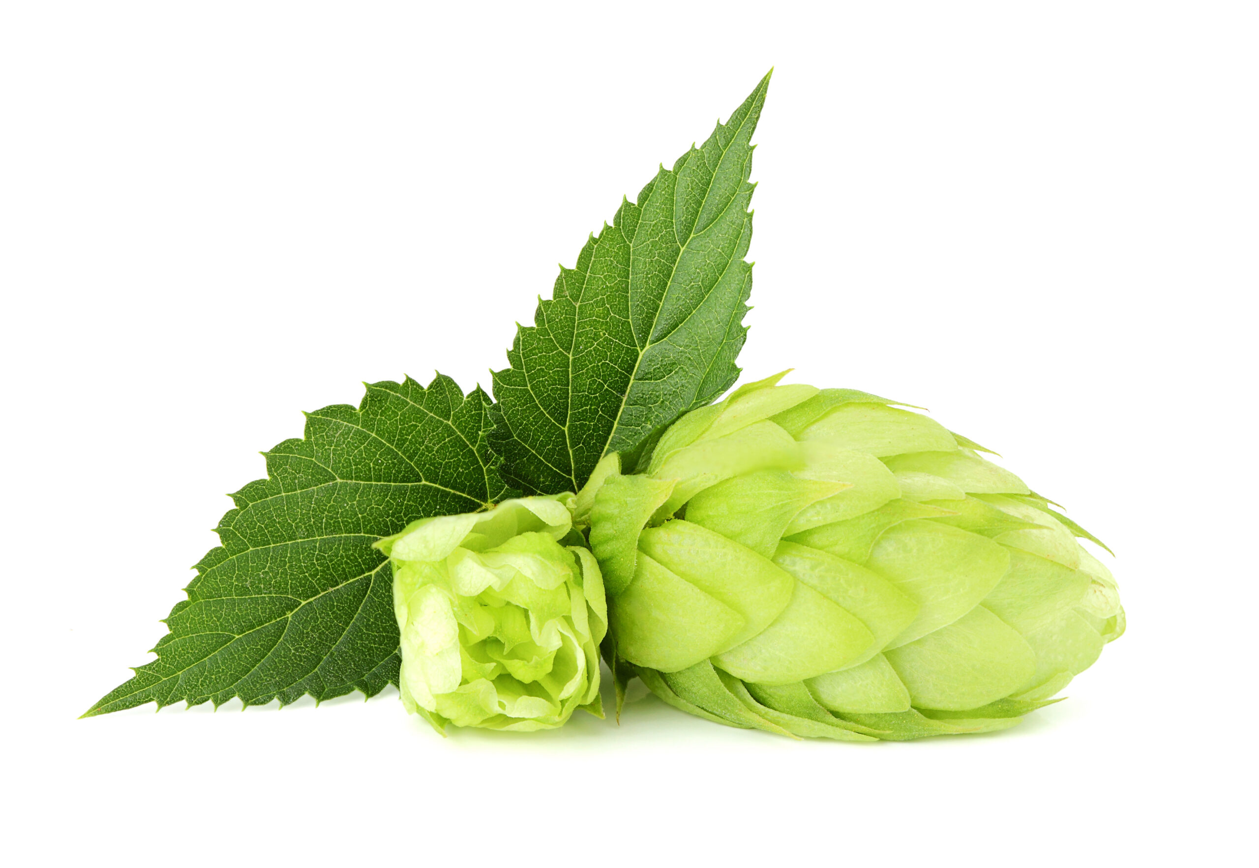 The hops flower with leaf closeup on white background.